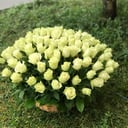 Корзина с цветами «Символ молодости» из роз