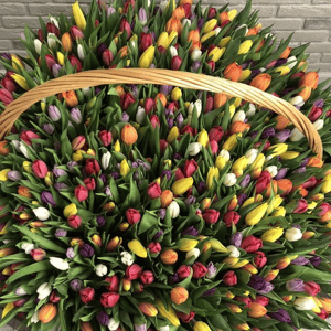 Корзина с цветами «501 тюльпан»