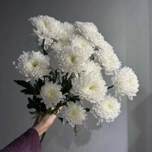 Букет из 3 кустовых хризантем