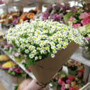 Букет из 25 ромашек из ромашек