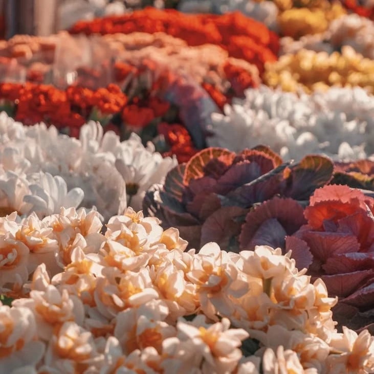 Flowers in Dubai Arabian Ranches