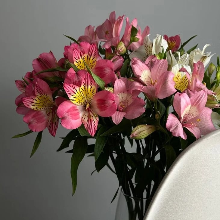 Alstroemerias bouquet delivery