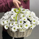 "Нежность" Ромашки в корзине из хризантем