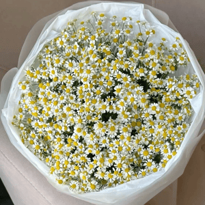 Букет «Ромашка мелкая»