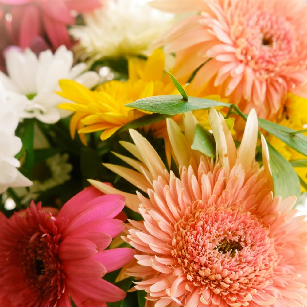 Gerbera bouquet delivery