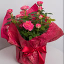 Розовая цветущая роза в кашпо