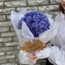 Пышная гортензия