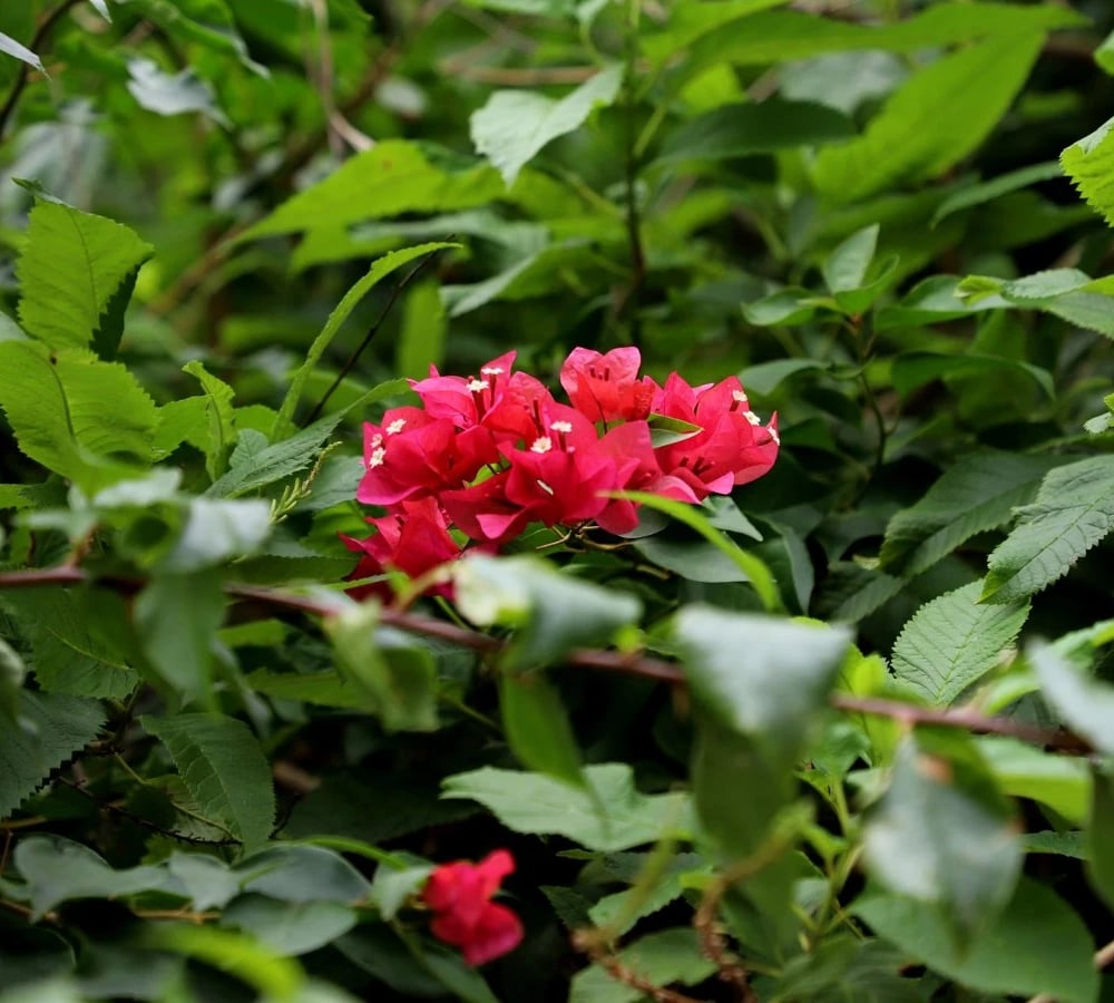Bright tropical flowers