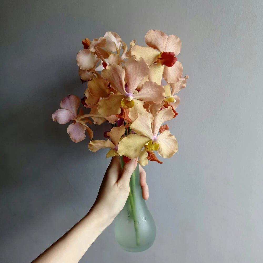Potted orchid plant