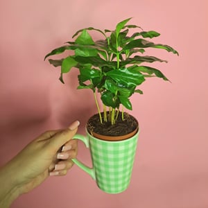 Кофейное дерево
