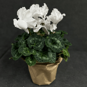 Комнатное растение Цикламен белый