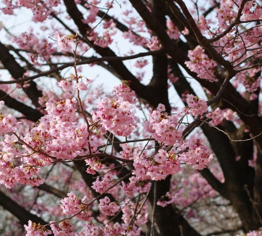 Cherry blossoms in full bloom