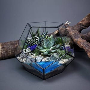 Флорариум с суккулентами Лазурный цветок