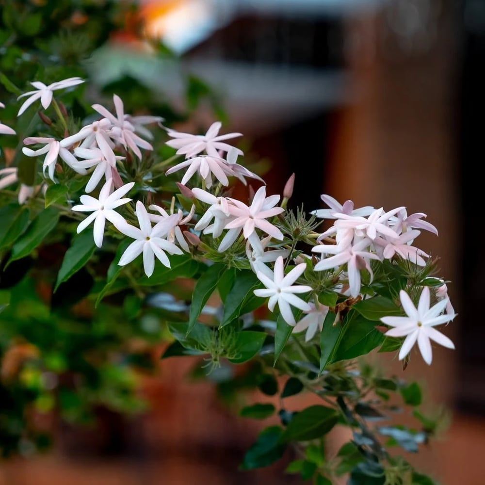 Jasmine plant with white flowers and green foliage
