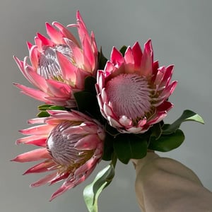 Букет из стойких протей