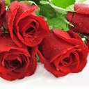 Роза Красная