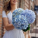 Голубая гортензия 3 штуки