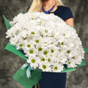 Букет из 35 ромашковых хризантем