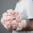 Монобукет из 11 диантусов из гвоздик