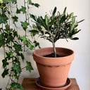 Олива европейская