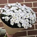 Букет из белых ромашек из хризантем