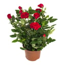 Роза в горшке красная комнатное растение