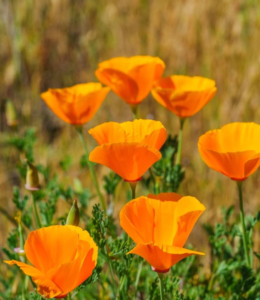 Orange California poppies