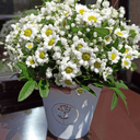 Хризантема Сантини в коробке из гипсофил