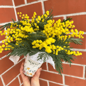 Композиция-комплемент Мимоза