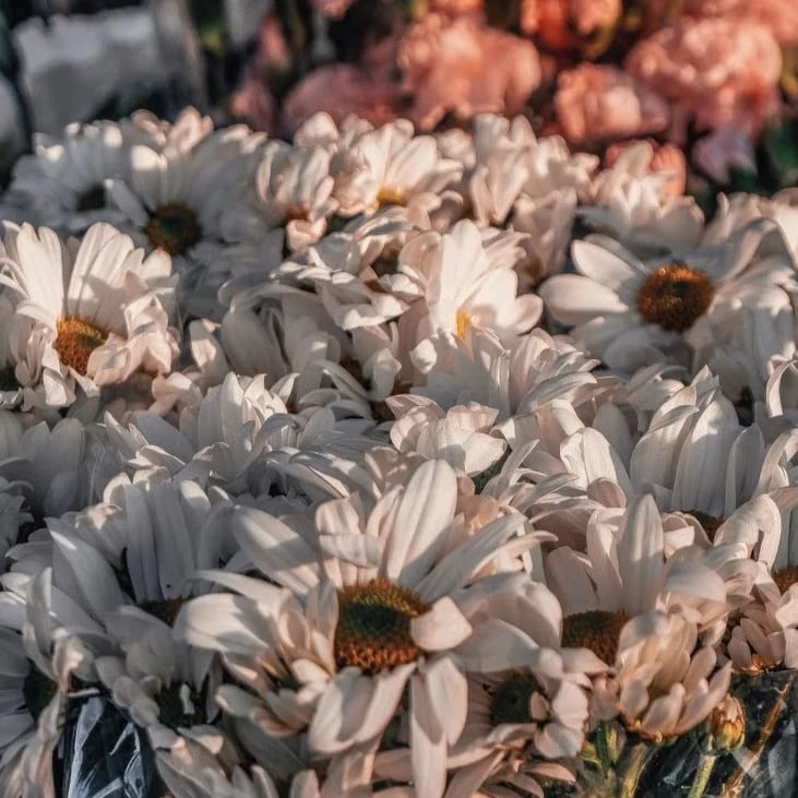Flowers in Dubai Deira
