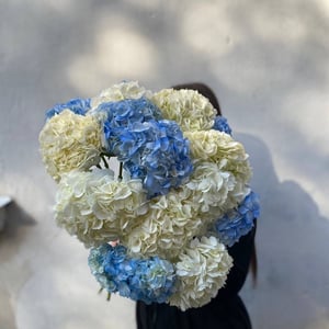 Букет «Микс 15 гортензий белых и голубых 💙»