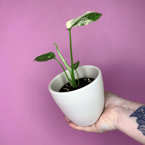 Монстера тайское созвездие в керамическом кашпо