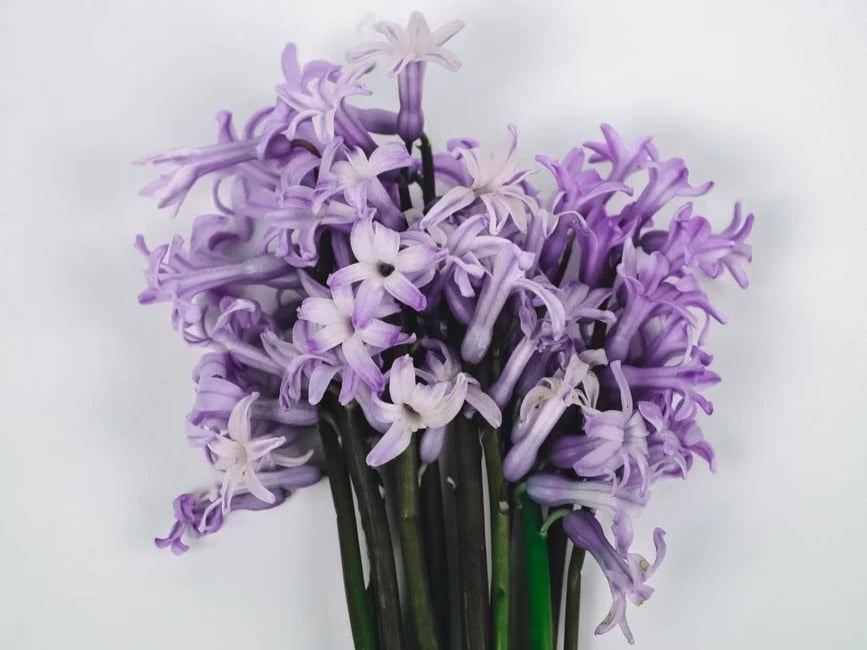Pastel hyacinth bouquet for spring holidays