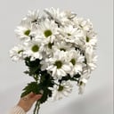 Букет из 3 хризантем под ленту