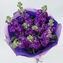 Букет «Фиолетовая маттиола»