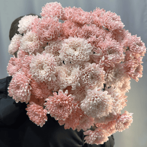 Монобукет пудровых хризантем