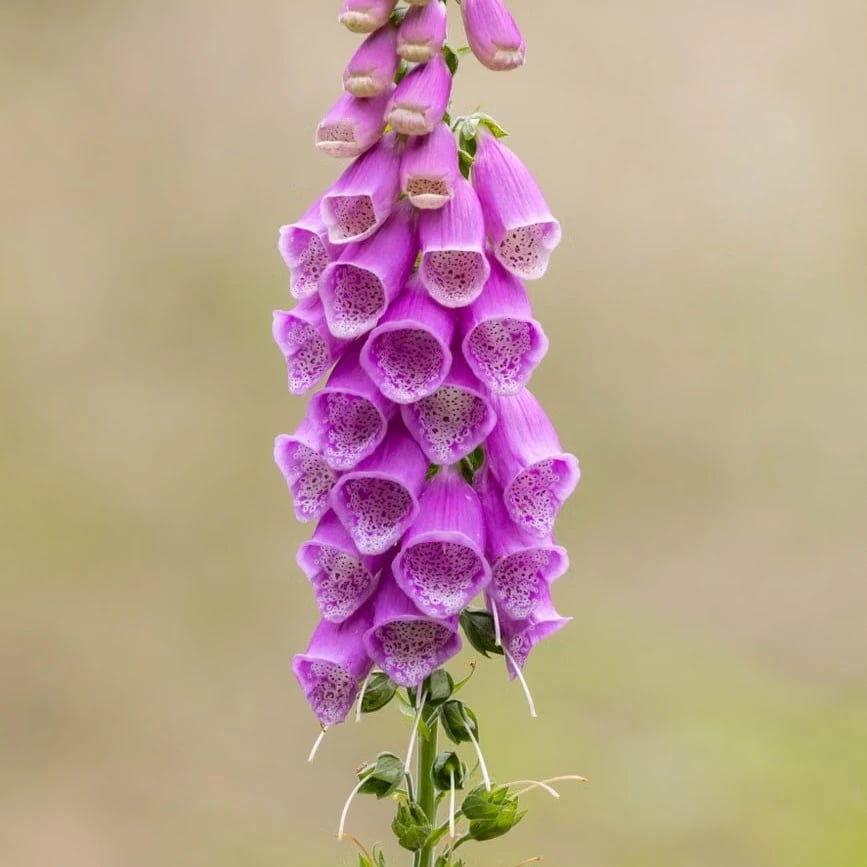 Common poisonous flowering plants growing in a garden