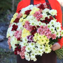 Букет «25 кустовых хризантем»