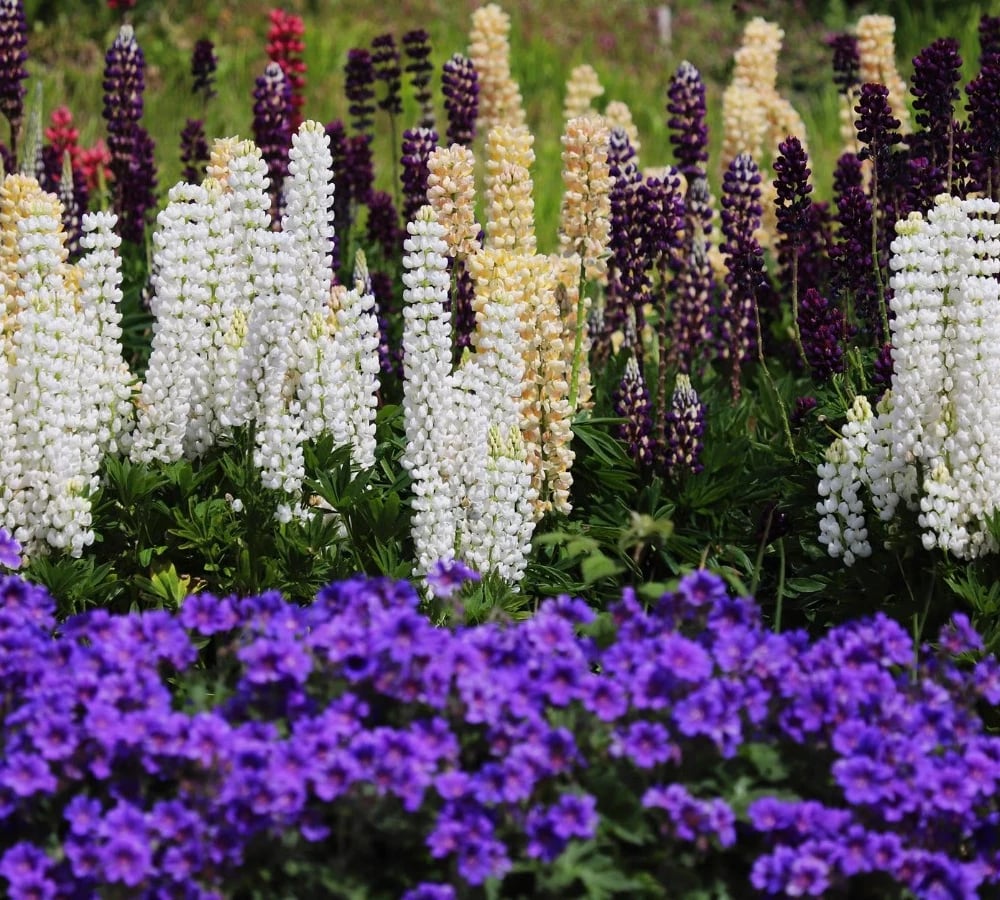 Perennial flower border in bloom