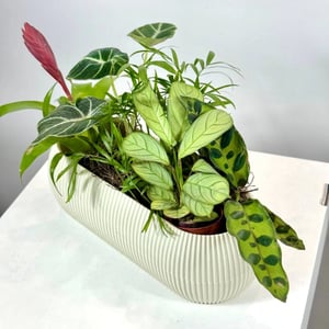 Зелёная симфония в рифлёном кашпо