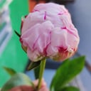 Букет «Пион Сара»