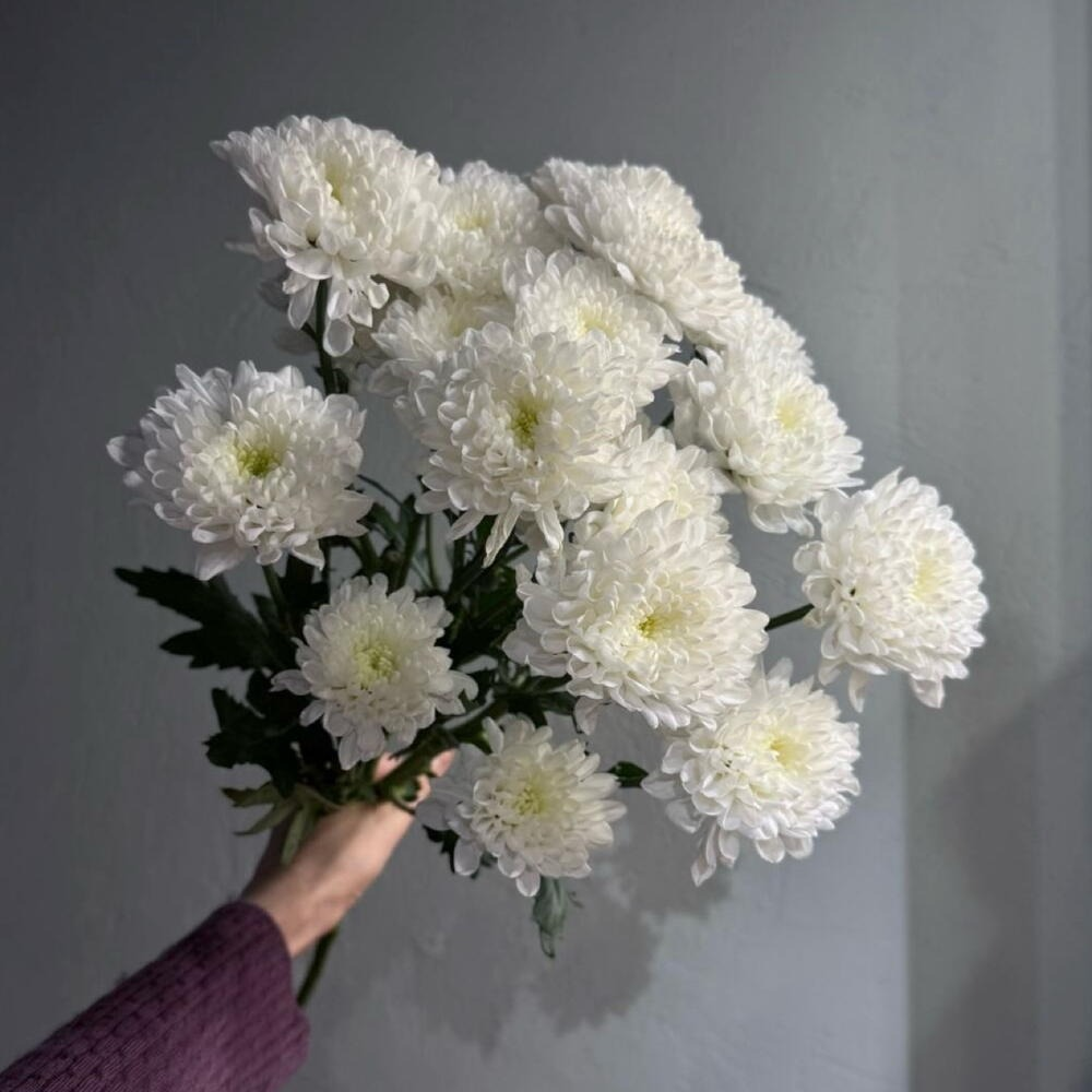 Букет из 3 кустовых хризантем