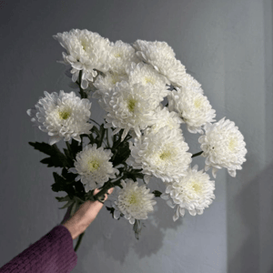 Букет из 3 кустовых хризантем