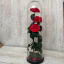 Красная Роза в колбе