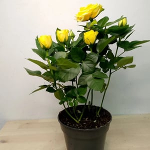 Роза d 13 см Цвет желтая