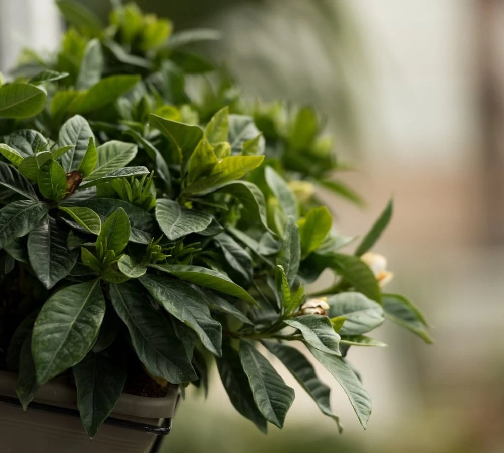 Potted gardenia plant indoors