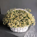 Корзина ромашек из ромашек