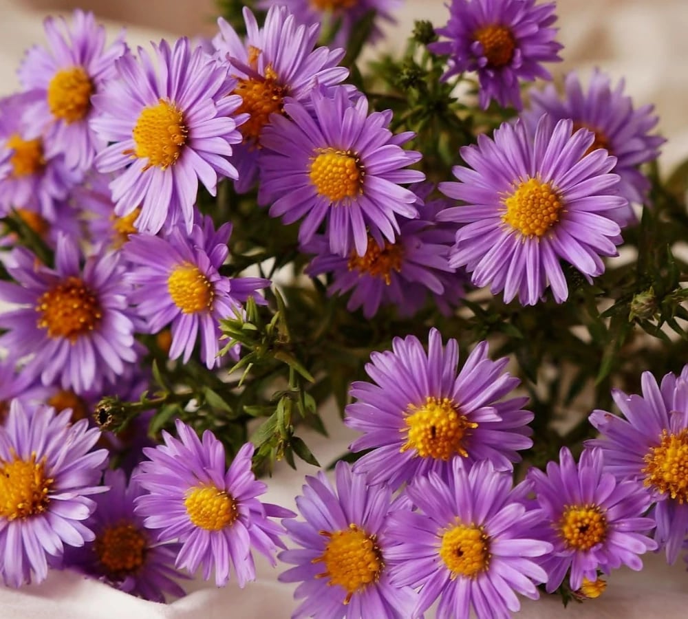 Aster bouquet in autumn tones