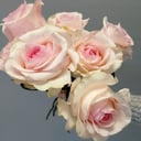 Монобукет Новиа из роз