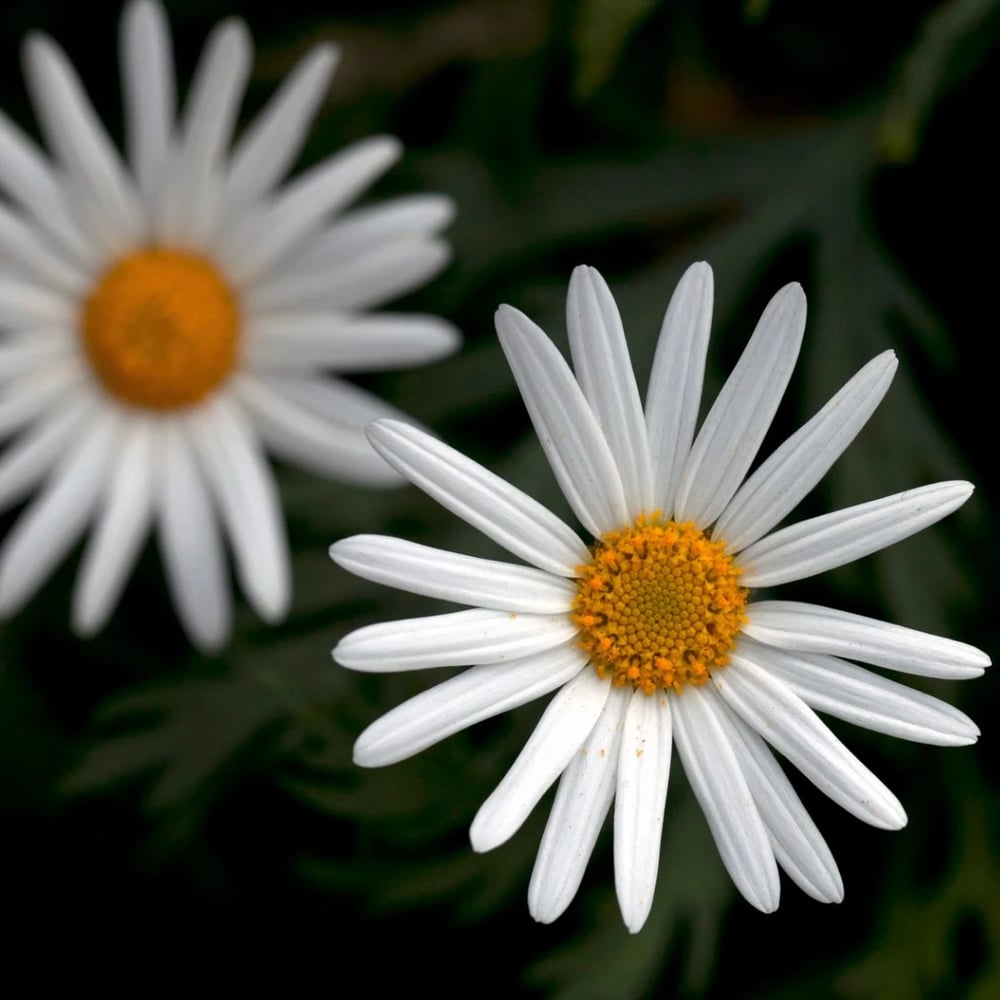 Daisies flowers